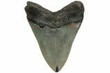 Fossil Megalodon Tooth - North Carolina #221900-1